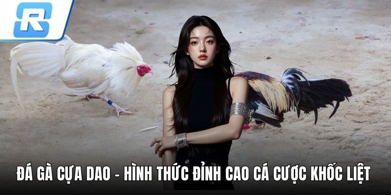 Đá gà cựa dao