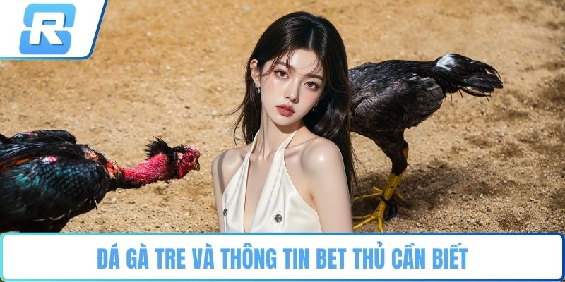 Đá gà tre Đá gà tre và thông tin bet thủ cần biết