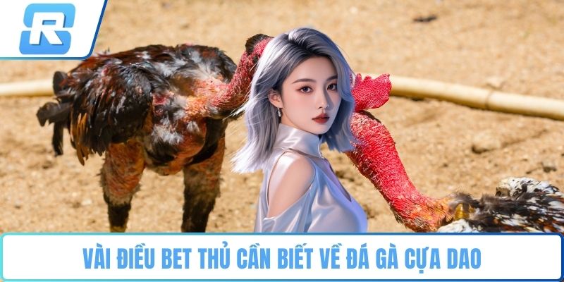 Vài điều bet thủ cần biết về đá gà cựa dao